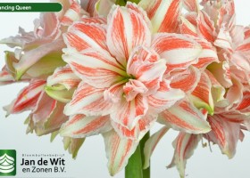 hippeastrum Dancing Queen ® (2)